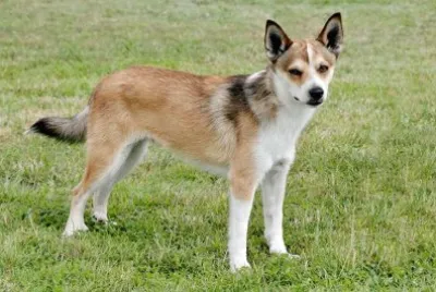 Norvegian lundehund jigsaw puzzle