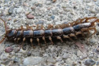 Lithobius fortificatus