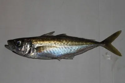Sugarello pittato
