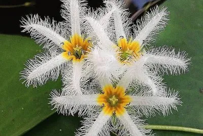 flores