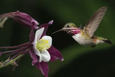 פאזל של colibri