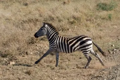 פאזל של Quagga