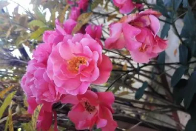 flores