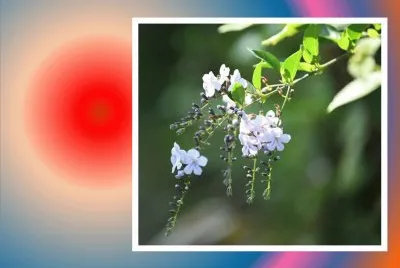 èŠ±