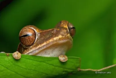 GREENFROGGY1 jigsaw puzzle