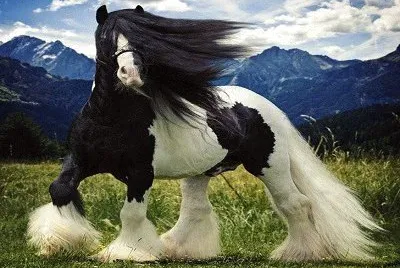 Caballo 1