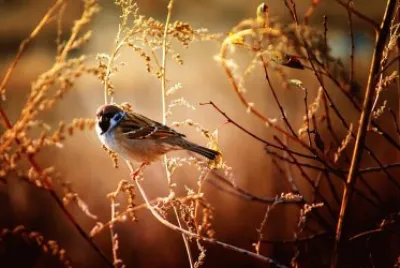 Moineau