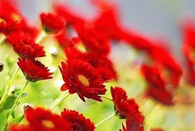 flores
