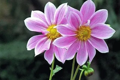 flores