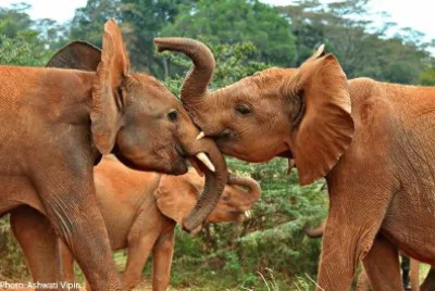 playtime. jigsaw puzzle