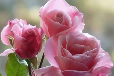 roses