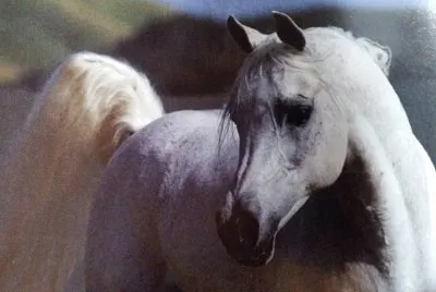 arabian