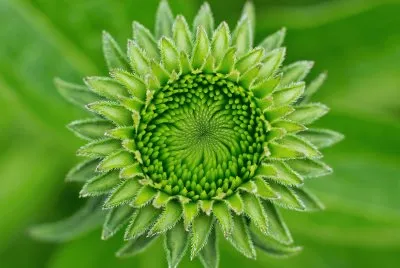 Fleur verte