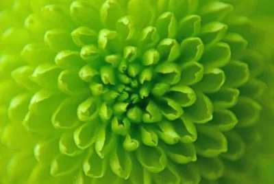 Fleur  verte