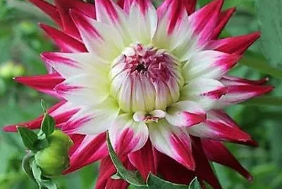 flores