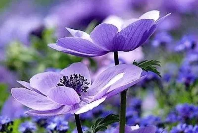 flores