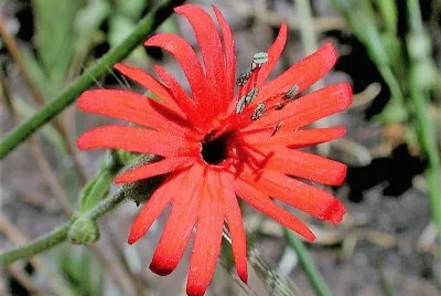 flores