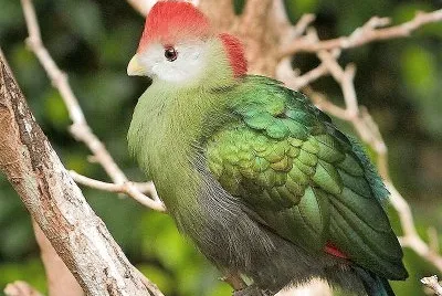 natural