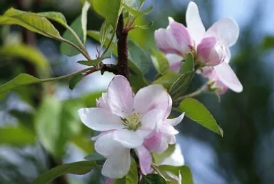 flores