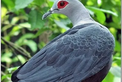 natural