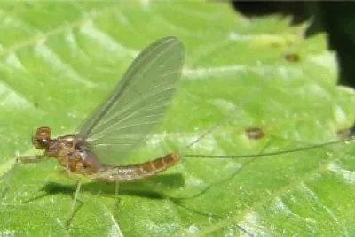 Baetis rhodani