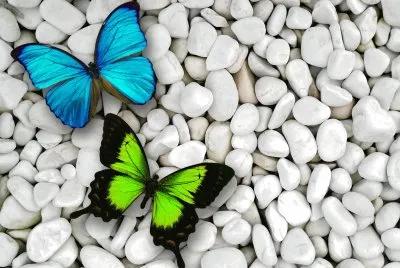Papillons