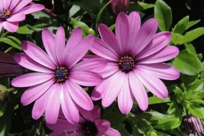 Echinacea