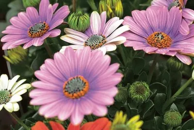 Echinacea