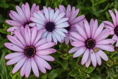 Echinacea