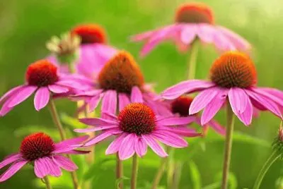 Echinacea