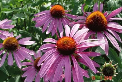 Echinacea jigsaw puzzle