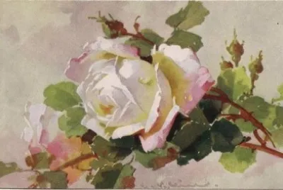 rose