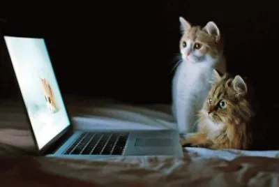 Chats ordinateur
