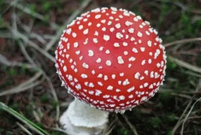 Champignons