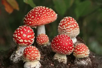 Champignons