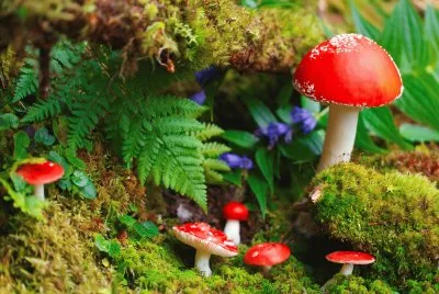 Champignons jigsaw puzzle