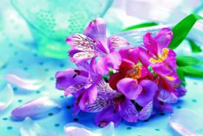 flor lilas