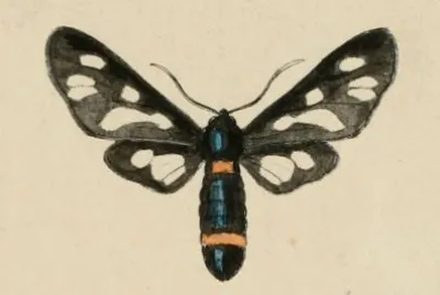 Amata kruegeri