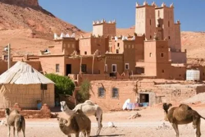Maroc dromadaires