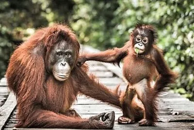 mom#274
