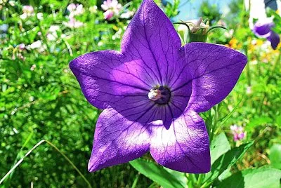 flores