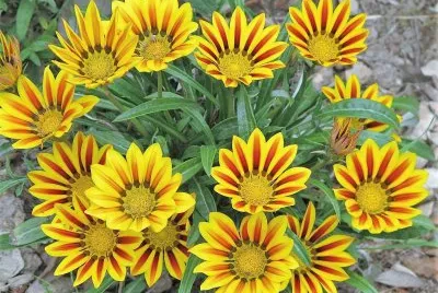 flores