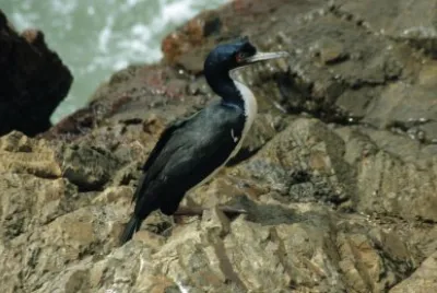 Cormorano guanay