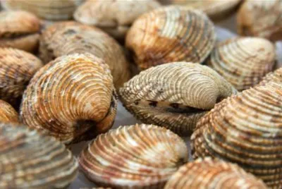Tartufo di mare