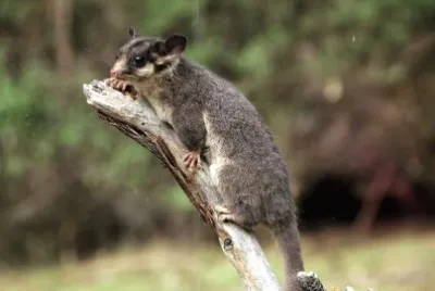 Leadbeater 's possum jigsaw puzzle