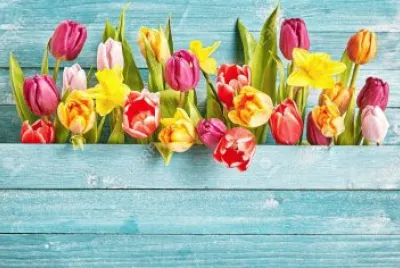 PARED TULIPANES
