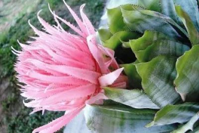 flores