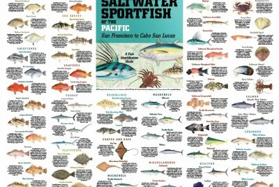 Saltwater Fish Chart