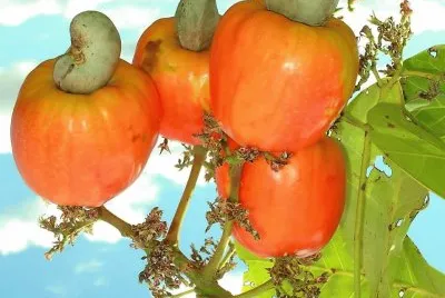 frutas