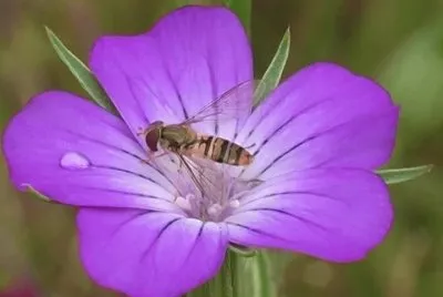 Fleur mauve